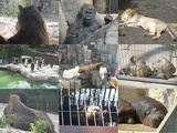 上野動物園10031