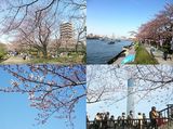 2010墨堤桜1