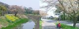 坂東市まごべえ桜?