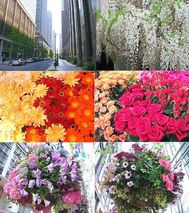 丸の内フラワーウィーク10